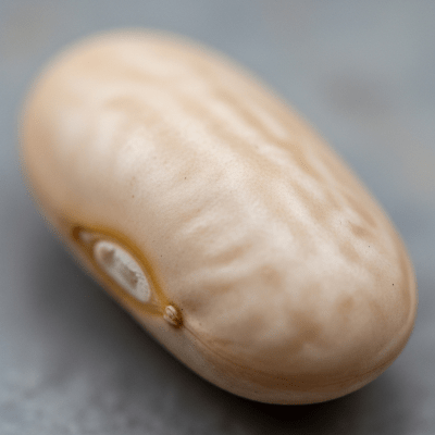 A close-up macro shot of Cannellini Bean (beans) showing its texture, surface details, and natural colors