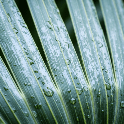 Close-up macro image of the leaf or fruit of a Caranday Palm