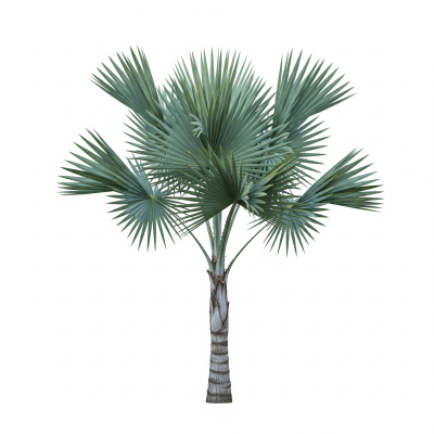 High quality studio photograph of a single Caranday Palm