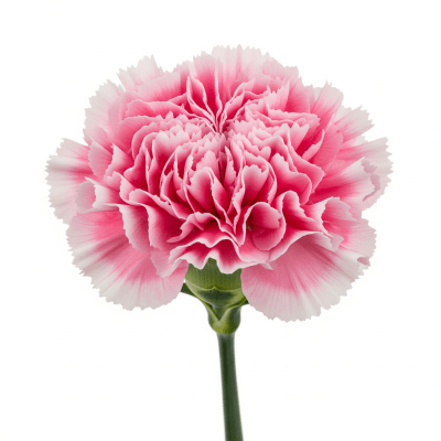 High quality studio photograph of a single Carnation