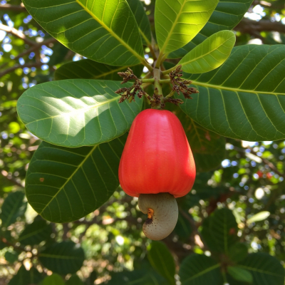 Photograph of a Cashew (nuts) in its natural environment, such as on the tree, bush, or ground where it grows