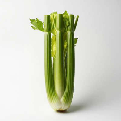 High resolution studio photograph of a single Celery