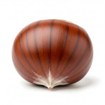 High quality studio photograph of a single Chestnut