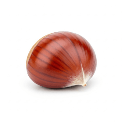 High quality photograph of a single Chestnut