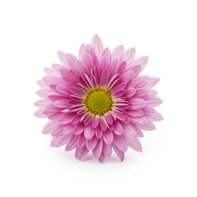 High quality studio photograph of a single Chrysanthemum
