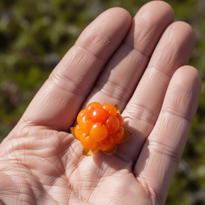 A factual photograph of a hand holding a ripe Cloudberry, illustrating its size and appearance for the taxonomy berries