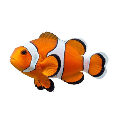 High-resolution studio photograph of a single Clownfish, belonging to the taxonomy fish