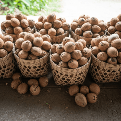 Photo showing harvested Coconut (nuts) nuts in bulk, such as in baskets or containers