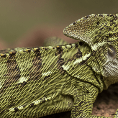 A close-up macro photograph of the skin or scales of a Common Basilisk