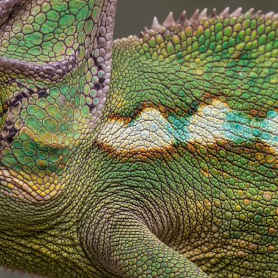 A close-up macro photograph of the skin or scales of a Common Chameleon