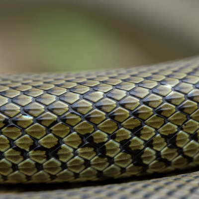 A close-up macro photograph of the skin or scales of a Common European Grass Snake