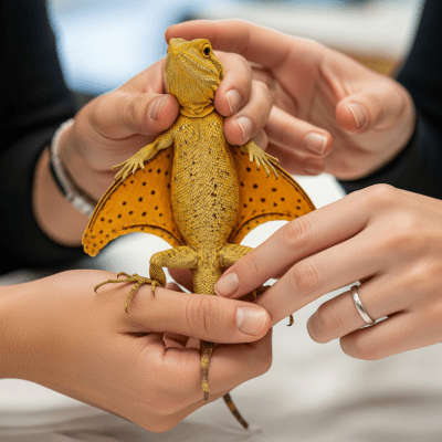 Image of a Common Flying Dragon interacting with humans in a responsible pet-keeping context