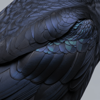 Close-up macro photograph of the feathers or distinctive markings of a Common Raven