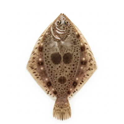 High-resolution studio photograph of a single Common Sole, belonging to the taxonomy fish