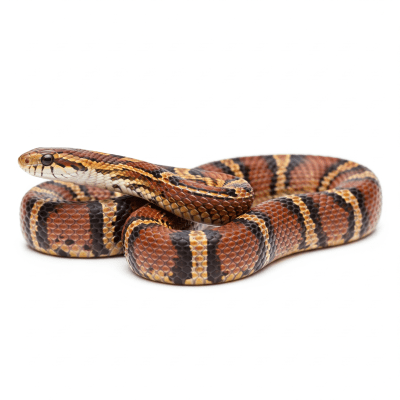 High quality studio photograph of a Corn Snake, belonging to the taxonomy reptiles