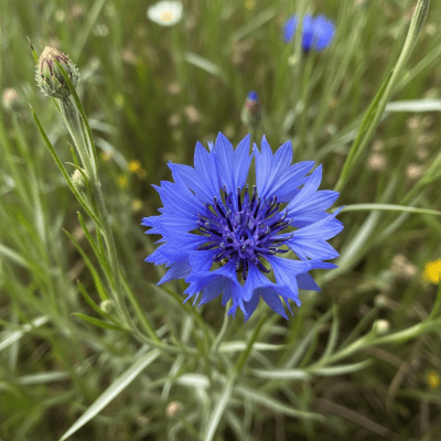 Photograph of a Cornflower (flowers) in its natural environment