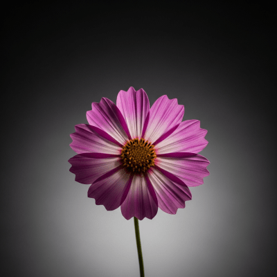 Editorial-style hero shot of a Cosmos from the taxonomy flowers.