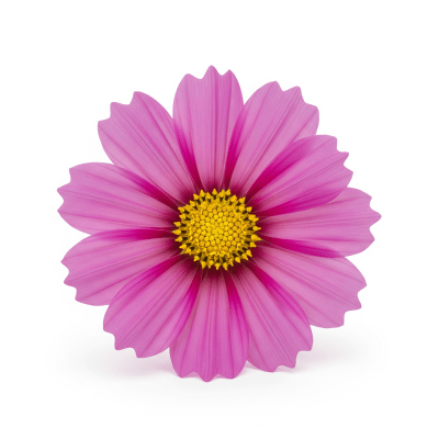 High quality studio photograph of a single Cosmos