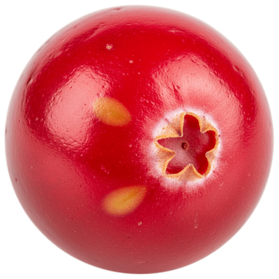 A detailed macro close-up of the surface texture of a fresh Cranberry