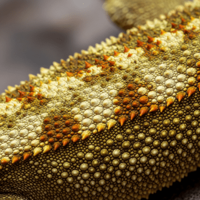A close-up macro photograph of the skin or scales of a Crested Gecko