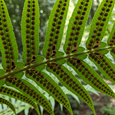 Photograph of a mature Cyatheaceae (family), with visible sporangia or sori on the underside of its fronds, highlighting its reproductive structures