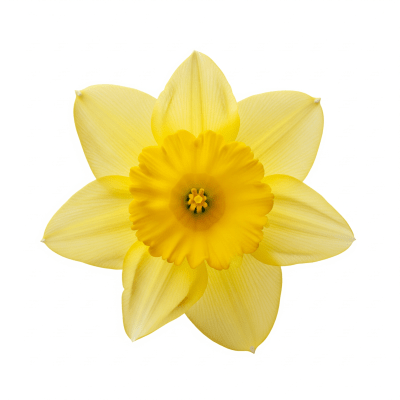 High quality studio photograph of a single Daffodil