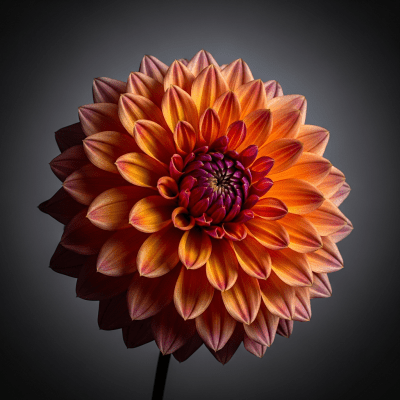 Dahlia