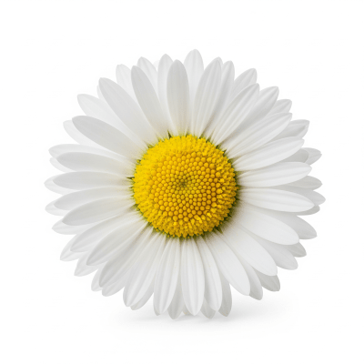 High quality studio photograph of a single Daisy