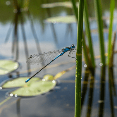Detailed image showing a Damselfly in its natural environment