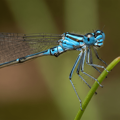 Macro photograph of a Damselfly