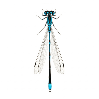High quality studio photograph of a single Damselfly, belonging to the taxonomy insects