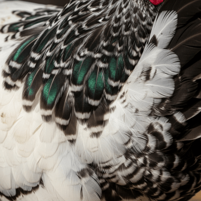 Close-up macro photograph highlighting the feather texture and coloration of a Delaware from the chicken taxonomy