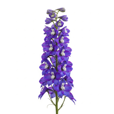 High quality studio photograph of a single Delphinium