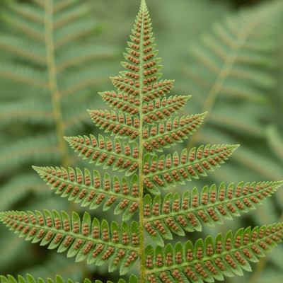 Photograph of a mature Dennstaedtiaceae (family), with visible sporangia or sori on the underside of its fronds, highlighting its reproductive structures