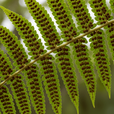 Photograph of a mature Dicksonia antarctica, with visible sporangia or sori on the underside of its fronds, highlighting its reproductive structures