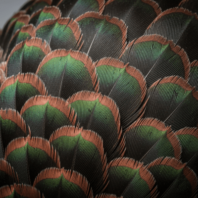 Close-up macro photograph of the feathers or distinctive markings of a Domestic Turkey