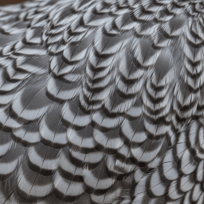 Close-up macro photograph highlighting the feather texture and coloration of a Dominique from the chicken taxonomy