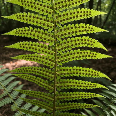 Photograph of a mature Dryopteris marginalis, with visible sporangia or sori on the underside of its fronds, highlighting its reproductive structures