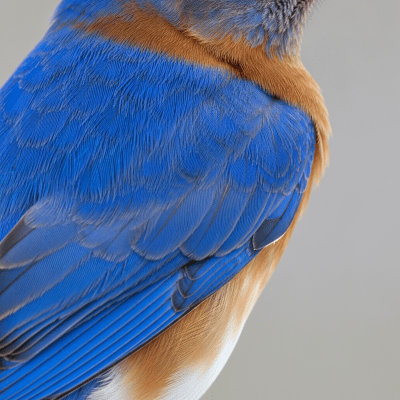 Close-up macro photograph of the feathers or distinctive markings of a Eastern Bluebird