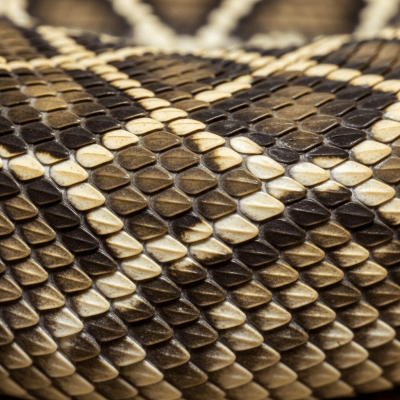 A close-up macro photograph of the skin or scales of a Eastern Diamondback Rattlesnake