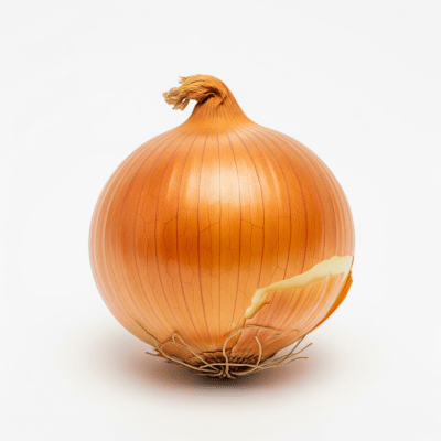 High quality photograph of a single Ebenezer onion