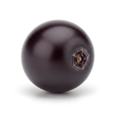 High quality studio photograph of a single Elderberry, classified under the taxonomy berries