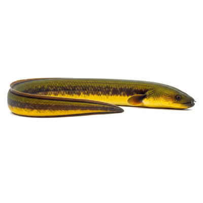 High-resolution studio photograph of a single Electric Eel, belonging to the taxonomy fish
