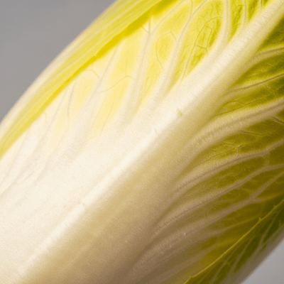 Close-up macro photograph of surface details and textures of a single Endive