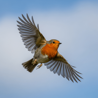 Action shot of a European Robin (birds) in flight