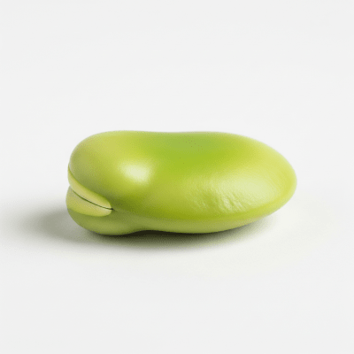 High resolution studio photograph of a single Faba Bean