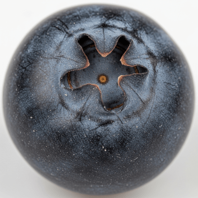 A detailed macro close-up of the surface texture of a fresh Farkleberry