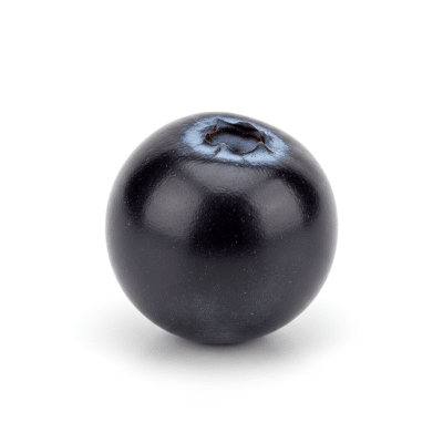 High quality studio photograph of a single Farkleberry, classified under the taxonomy berries