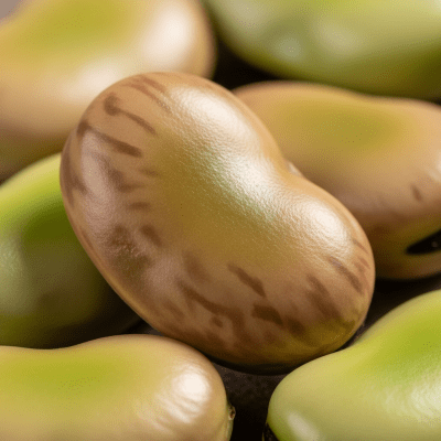 A close-up macro shot of Fava Bean (beans) showing its texture, surface details, and natural colors