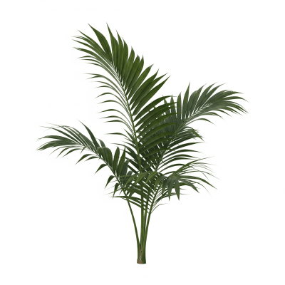 High quality studio photograph of a single Fishtail Palm